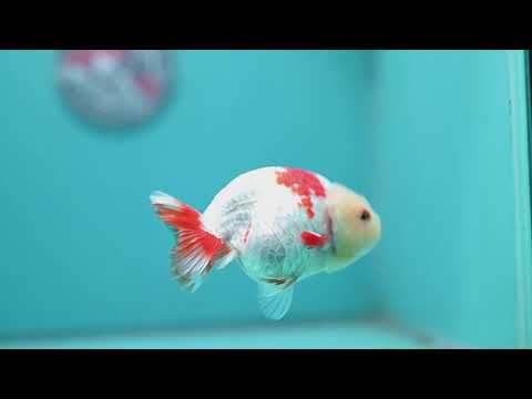 Red White Ranchu 3.8 inch Body (260731_RC03)