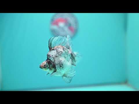 White Tiger Broad Tail Ryukin 3.5 inch Body (260515_RY13)