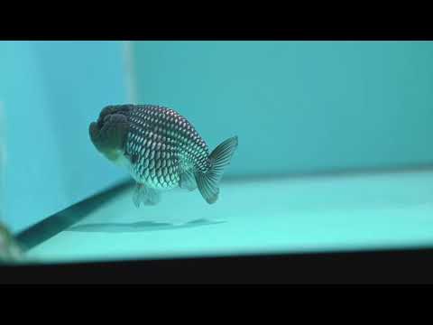 Sapphire Blue Ranchu 3.2 inch Body (260731_RC07)