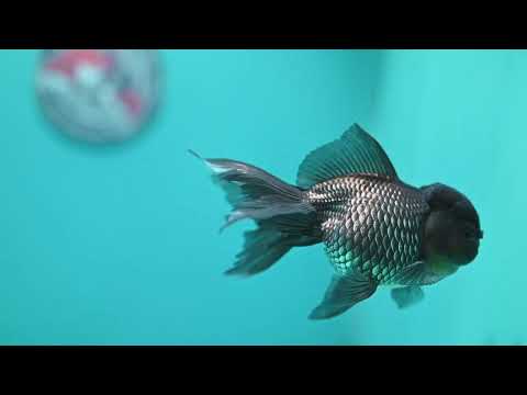 Sapphire Blue Oranda 4 inch Body (260731_OR10)