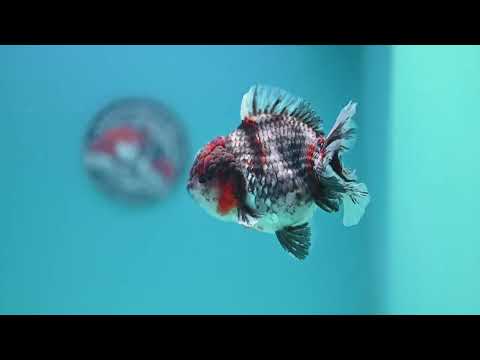 Blue Based Tiger Oranda 4 inch Body (260417_OR03)