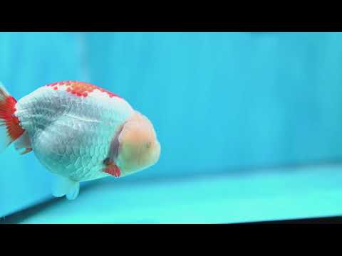 Lemon Head Red White Ranchu 4 inch Body (260529_RC03)