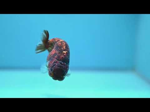 Tiger Ranchu 3.5 inch Body (261016_RC04)