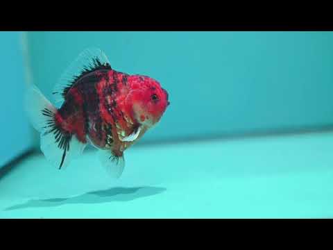 Tiger Oranda 3.5 inch Body (260612_OR14)