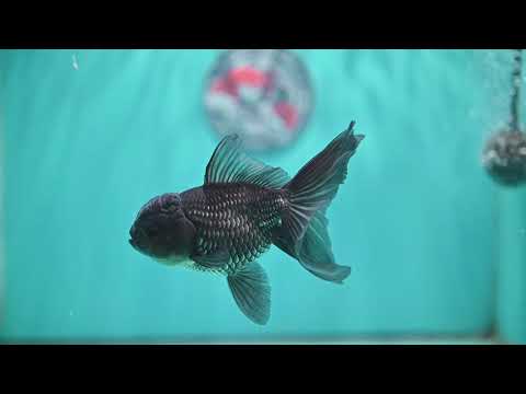 Sapphire Blue Oranda 4 inch Body (260501_OR09)