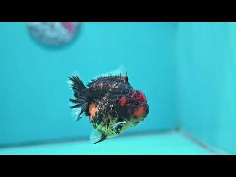 Heavy Ink Tiger Oranda 3.5 inch Body (260605_OR07)