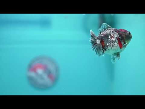 Kirin Oranda 3 inch Body (260424_OR15)
