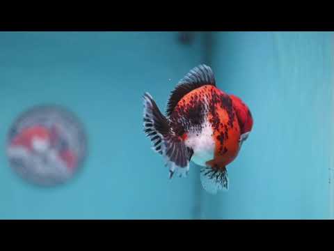 Shogun Kirin Oranda 4 inch Body (260306_OR03)