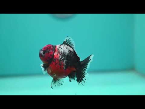 Shogun Tiger Oranda 3.5 inch Body (260724_OR10)