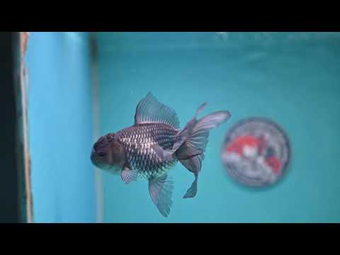 Sapphire Blue Oranda 4 inch Body (260227_OR17)