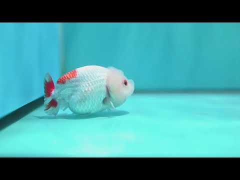 Red White Ranchu 3.5 inch Body (260424_RC03)