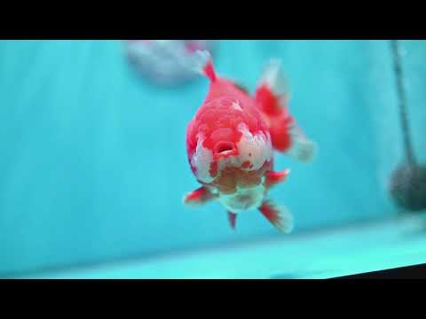 Jumbo Red White YuanBao Oranda 5 inch Body (260529_OR05)