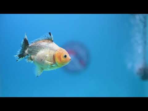 White Tiger Oranda 3 inch Body (260424_OR13)
