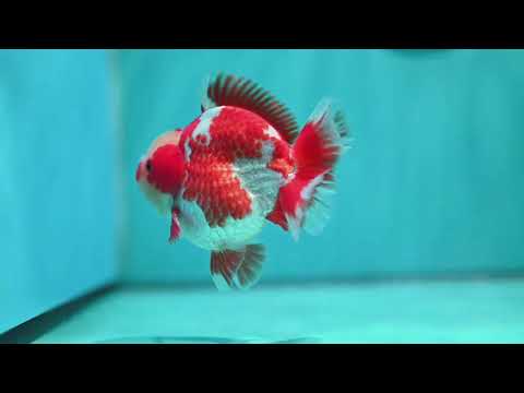 Jade Head Red White YuanBao Oranda 4 inch Body (260529_OR12)
