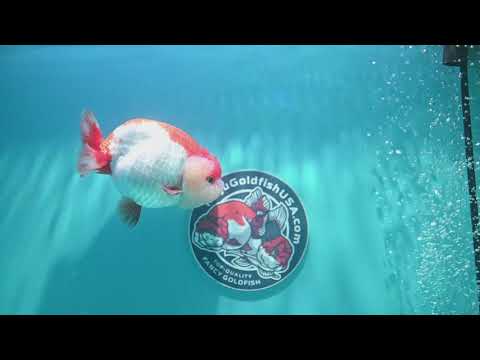 Red White Ranchu 4 inch Body (260424_RC04)