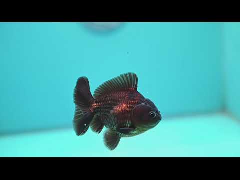 Black Oranda 3 inch Body (260424_OR17)
