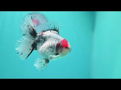 Ink Wash White Tiger Orchid Tail Oranda 4 inch Body (260821_OR02)