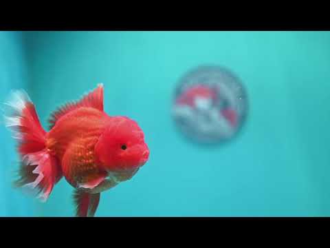 Red White Rosetail Oranda 4 inch Body (260417_OR10)