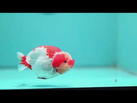 Red White Jade Head Ranchu 4 inch Body (260515_RC03)