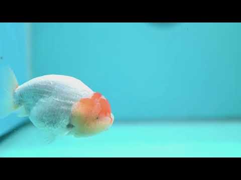 Tancho Ranchu 4.5 inch Body (260619_RC09)