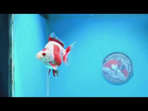 Red White Ryukin 3 inch Body (261023_RY03)
