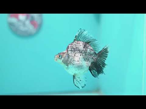 White Tiger Broad Tail Ryukin 3.5 inch Body (260515_RY01)