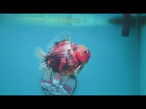 Tricolor Sakura Oranda 4 inch Body (260313_OR06)