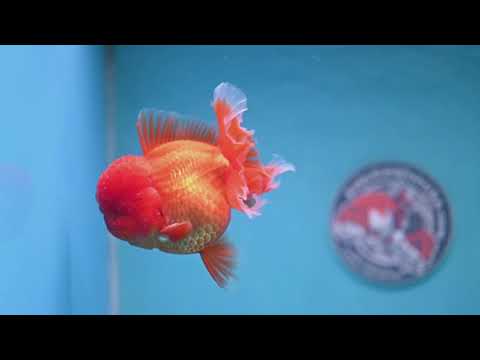 Classic Red Rose Tail Oranda 3.5 inch Body (260227_OR16)
