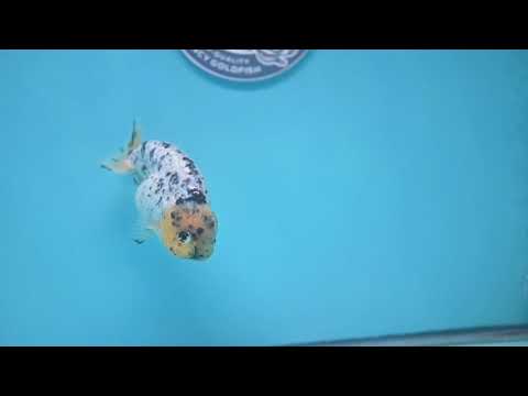 White Tiger Ranchu 3.5 inch Body (260306_RC07)