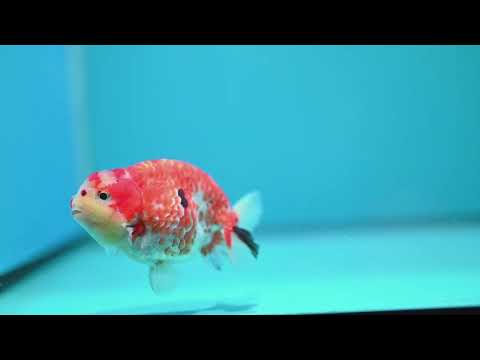 Tricolor Sakura Ranchu 3.5 inch Body (261002_RC07)