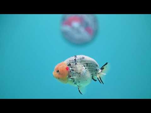 Ink Wash Ranchu 3 inch Body (260626_RC03)