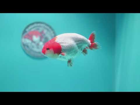 Red White Ranchu 4 inch Body (261002_RC05)