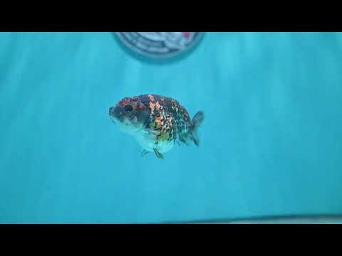 Tiger Ranchu 3 inch Body (260508_RC01)
