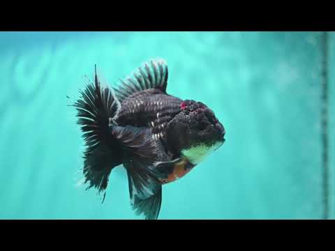 Kirin Orchid Tail Oranda 3.5 inch Body (260904_OR06)
