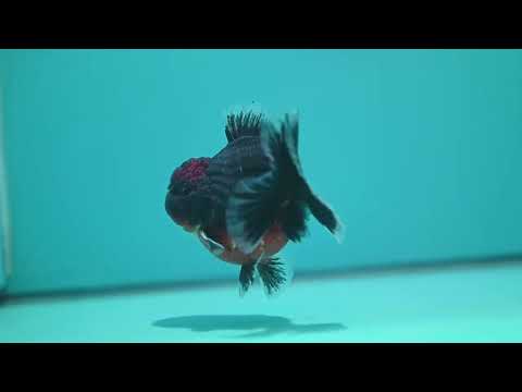 Shogun Red Kirin Oranda 3.5 inch Body (260724_OR03)