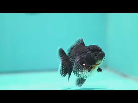 Shogun Blue Kirin Oranda 3 inch Body (260828_OR05)