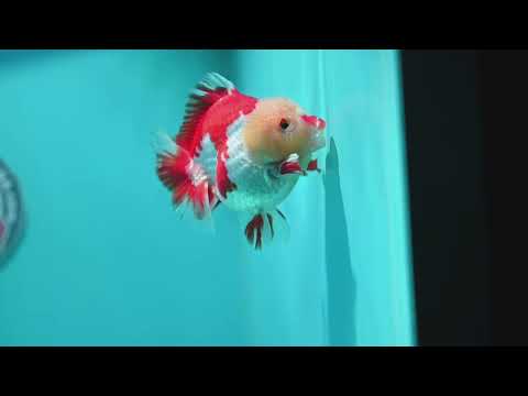 AAA Grade Red White YuanBao Oranda 3.5 inch Body (260626_OR15)