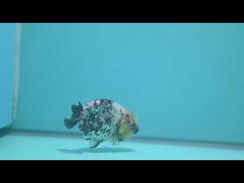 White Tiger Ranchu 3 inch Body (260807_RC01)