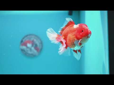 Red White Rose Tail Oranda 4 inch Body (260320_OR03)