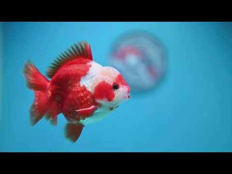 Jade Seal Red White YuanBao Oranda 3.5 inch Body (261016_OR11)