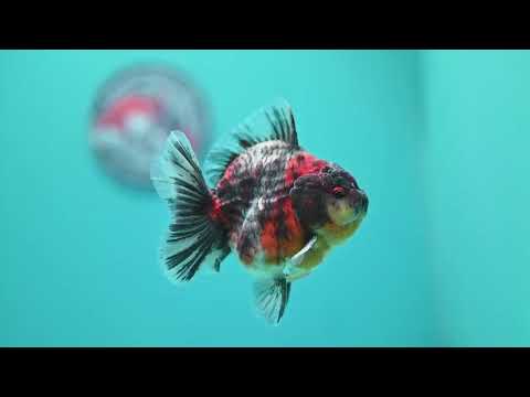 Kirin Oranda 3.5 inch Body (260605_OR10)