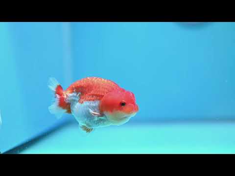Red White Ranchu 3.5 inch Body (261016_RC09)