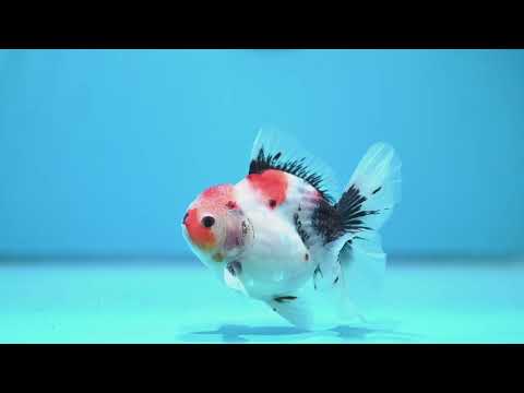 Red Head Tricolor Sakura Oranda 3.5 inch Body (261016_OR02)