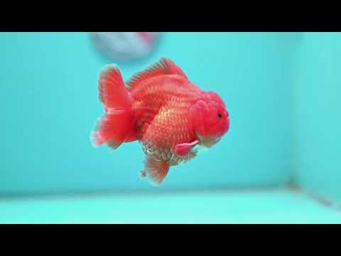 Shogun Classic Red Oranda 3.5 inch Body (260508_OR07)