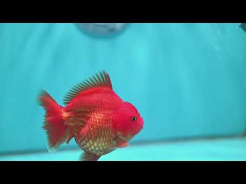 Red White YuanBao Oranda 4 inch Body (260501_OR06)