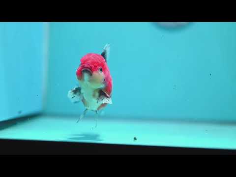 Shogun Sakura Oranda 3.5 inch Body (260814_OR04)