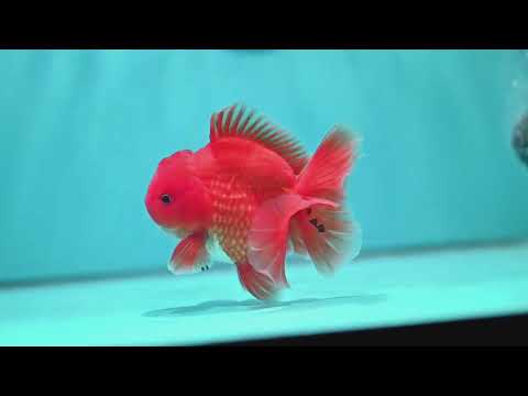 Red White Rose Tail Oranda 3.5 inch Body (260904_OR03)