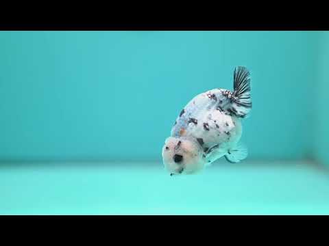 Cow Ranchu 3 inch Body (260508_RC08)