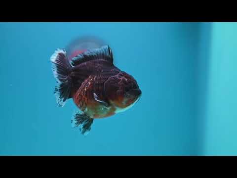 Shogun Red Kirin Oranda 3.5 inch Body (260320_OR14)