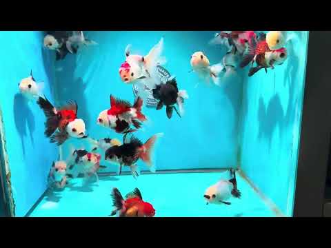 Tricolor/Panda Oranda 2.5 -3 inch Body (260925_OR17)